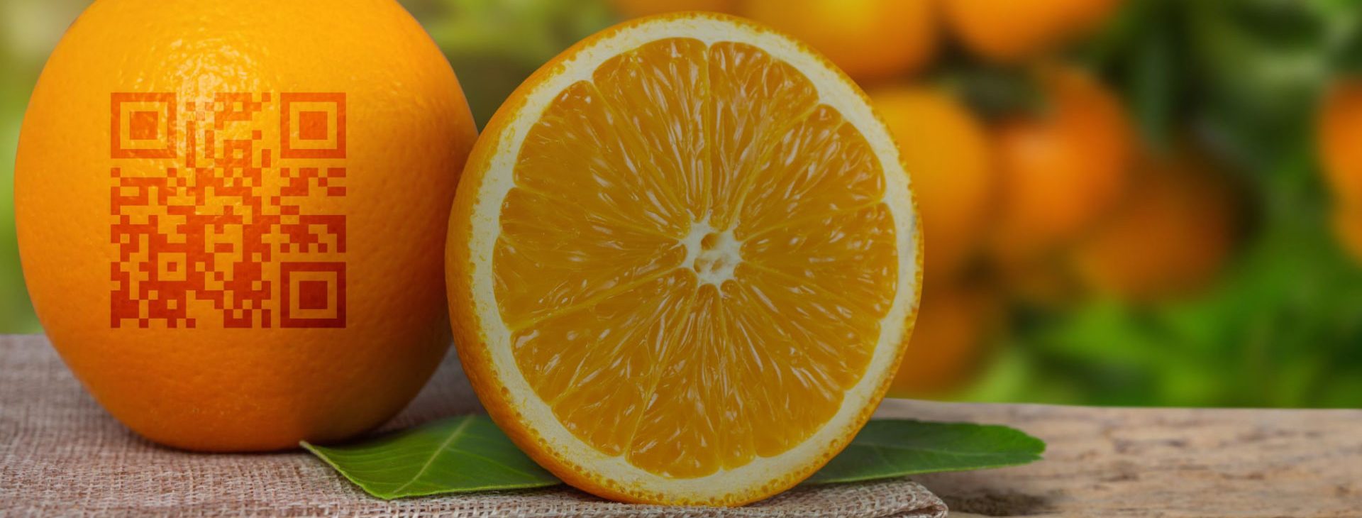 Rastreabilidade da Laranja