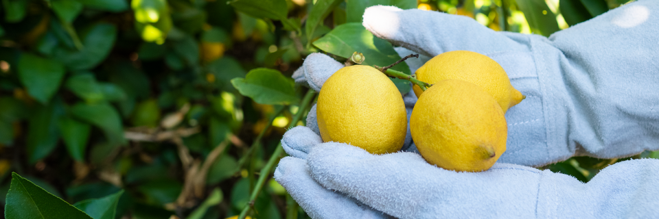AGT expande negócios com industrialização do suco de limão (FCLJ)